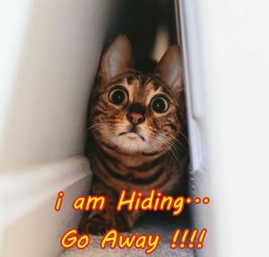 i am Hiding... Go Away !!!!