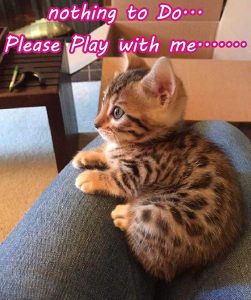 nothing to Do... Please Play with me.......